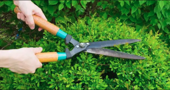Pruning Bushes
